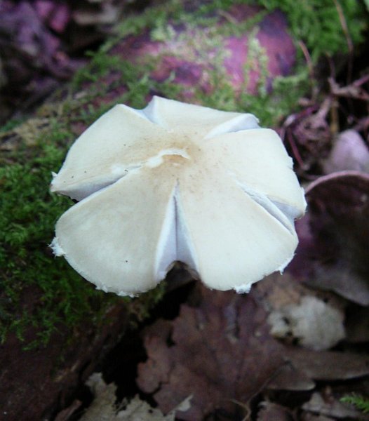Psathyrella Candolleana